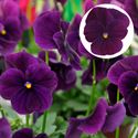 Bild von Viola P9 kleinbloemig Purple